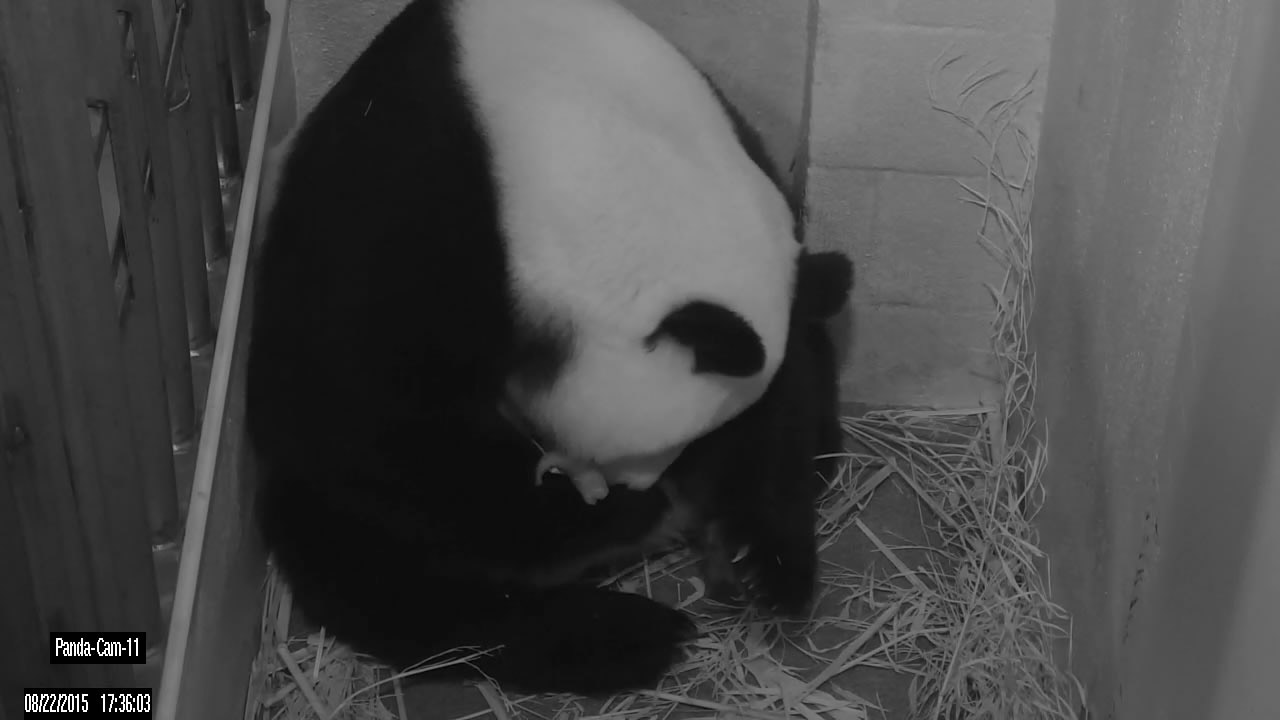 Giant panda Mei Xiang gives birth to a panda cub at the National Zoo Saturday, August 22, 2015. The zoo's panda team watched the birth on the Panda Cam. Mei Xiang's water broke about 4:32 p.m. and the first cub was born about 5:35 p.m. A second cub was born later that evening. (Smithsonian’s National Zoo)