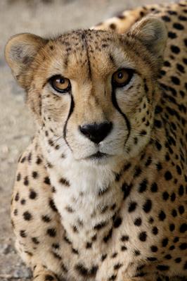 National Zoo euthanizes 10-year-old cheetah