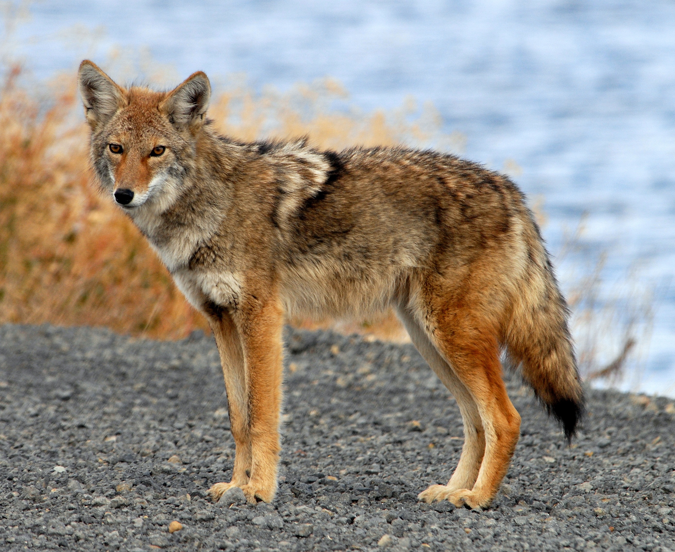 Fairfax Co. police plead with residents to stop feeding coyotes