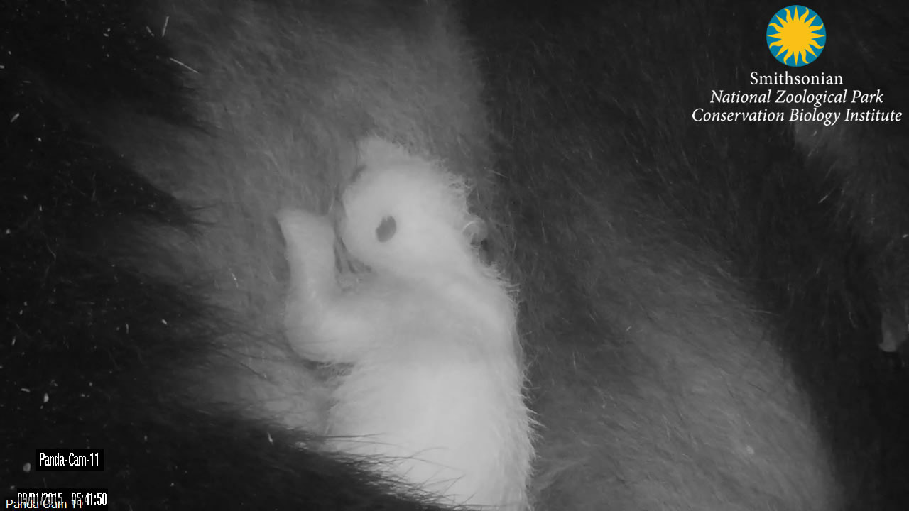 The National Zoo's giant panda Mei Xiang holds her newborn cub in their den Sept. 1 in this image captured by the zoo's panda cam. (Smithsonian's National Zoo)