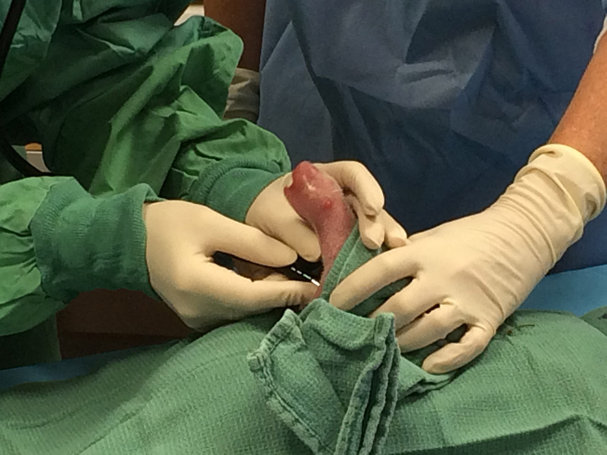 National Zoo veterinarians examine the first giant panda cub retrieved from mother Mei Xiang. (Pamela Baker-Masson, Smithsonian's National Zoo)