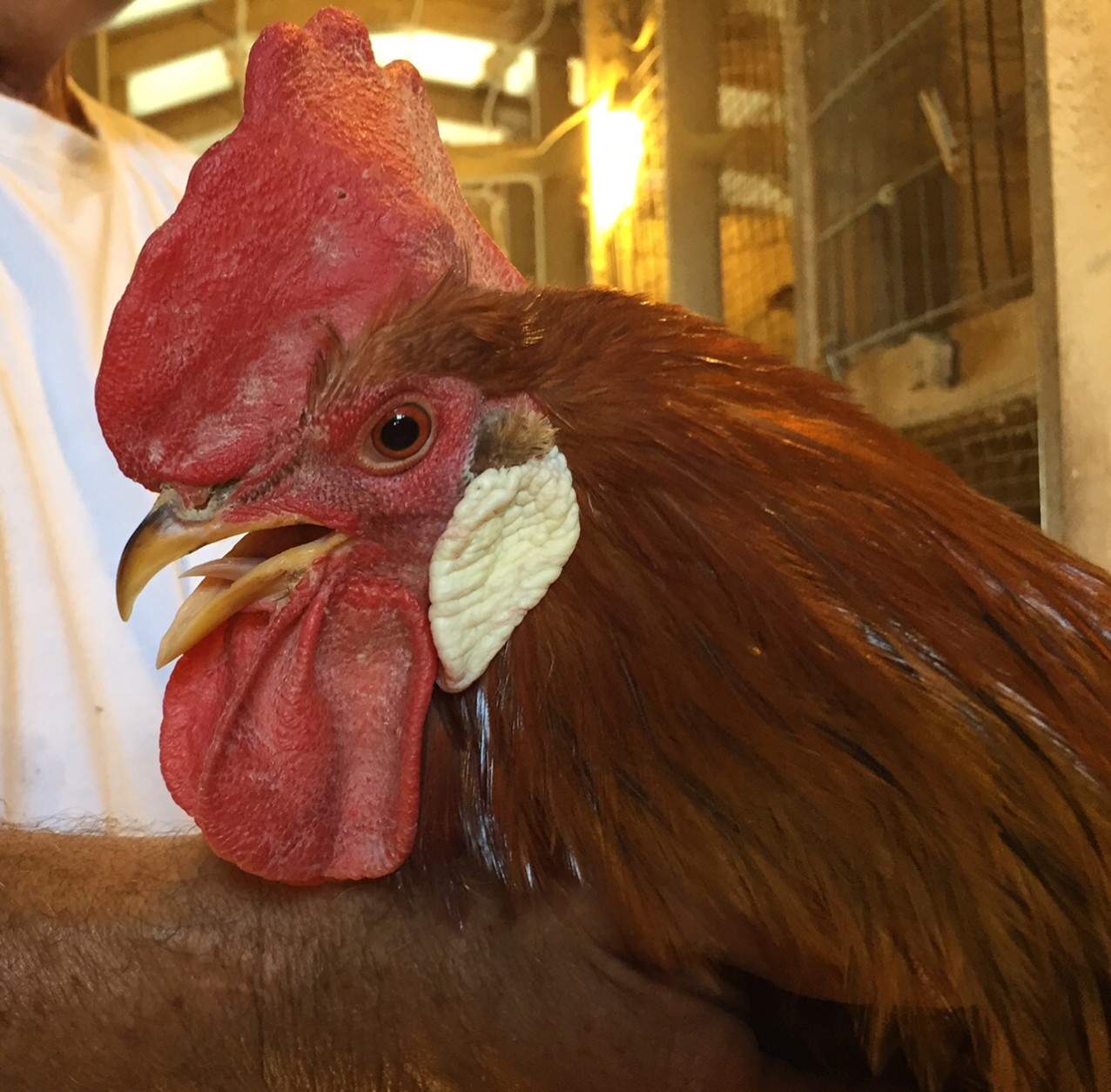 A Light Brown Leghorn rooster poses for a close up. (WTOP/Kate Ryan)