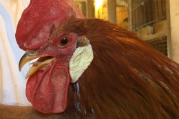 A Light Brown Leghorn rooster poses for a close up. (WTOP/Kate Ryan)