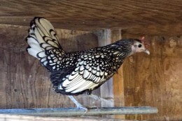 A Silver Sebright hen on L&M Farm. (WTOP/Kate Ryan)