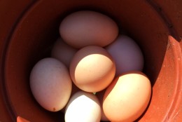 Eggs from a variety of chickens on L&M Farm in Damascus, Maryland. (WTOP/Kate Ryan)