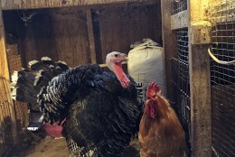 “Turk-Turk” one of the turkeys Luther keeps on L&M Farm. (WTOP/Kate Ryan)