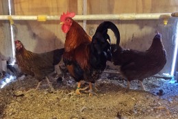 Rooster and hens on L&M Farm. (WTOP/Kate Ryan)