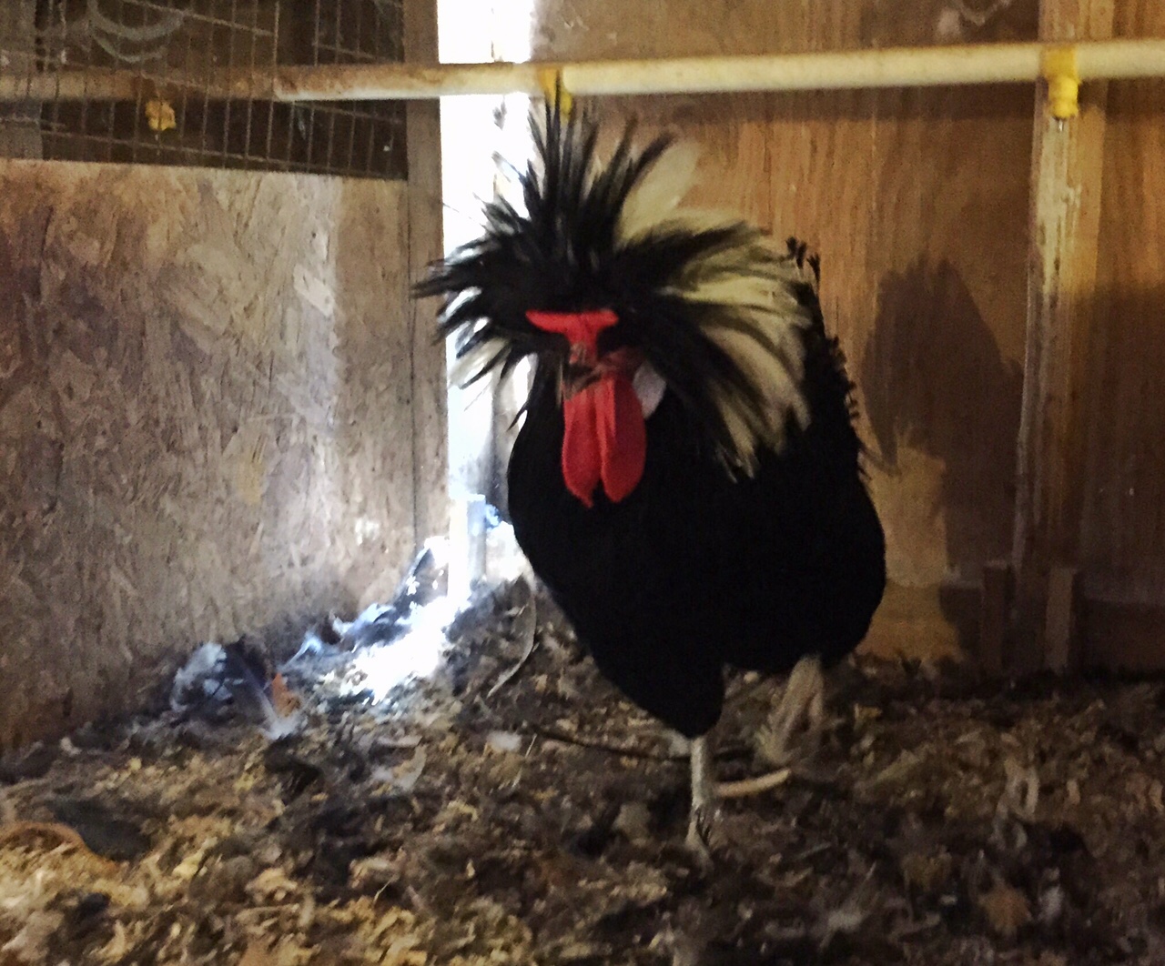 The "showstopper" is a White Crested Black Polish rooster. (WTOP/Kate Ryan)