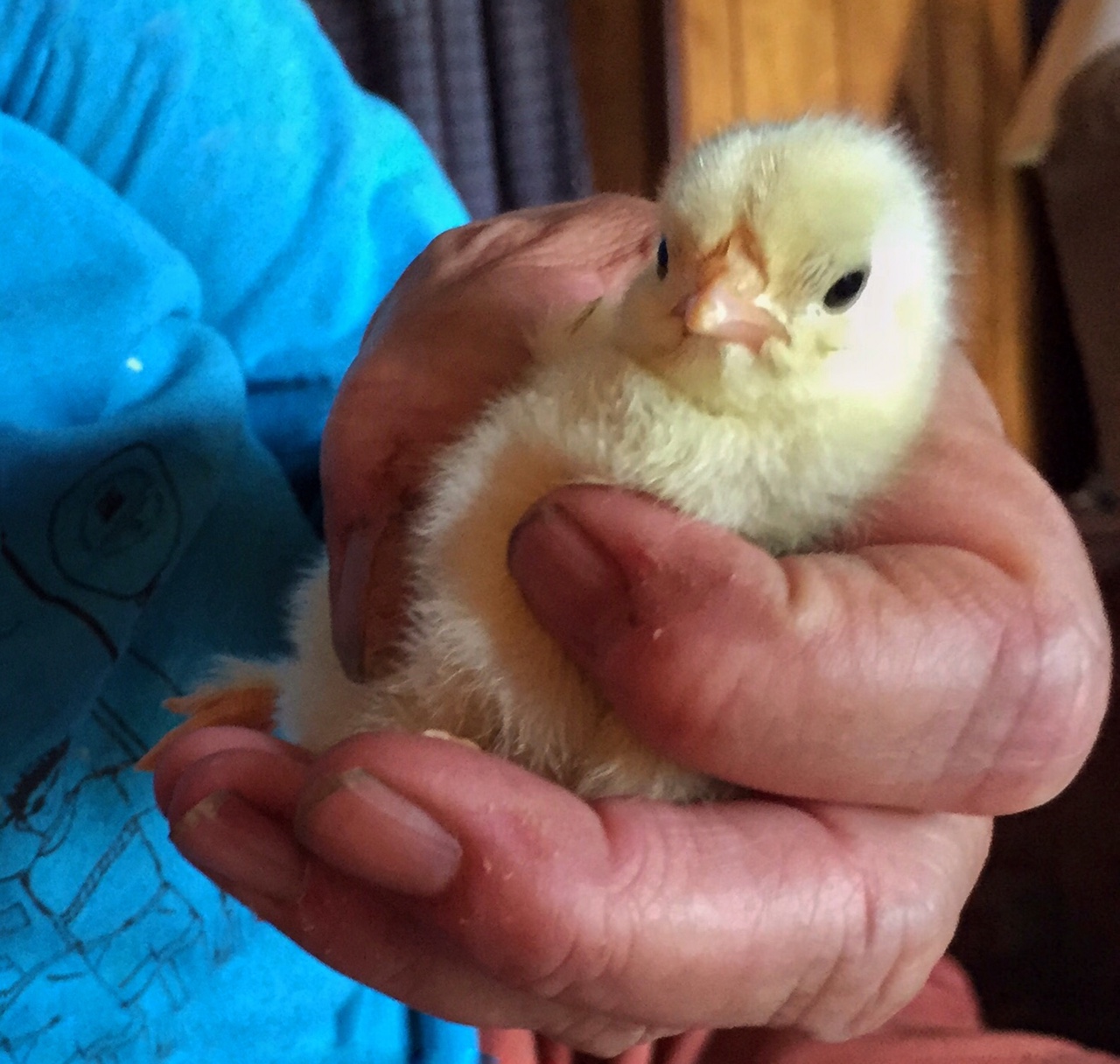 One of the chicks born just hours before at L&M Farm. (WTOP/Kate Ryan)