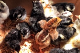 More chicks born after hatching on the farm. (WTOP/Kate Ryan)