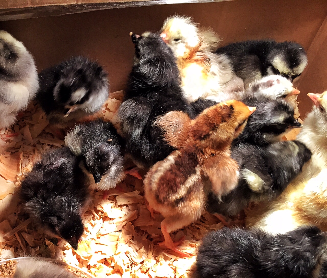 More chicks born after hatching on the farm. (WTOP/Kate Ryan)