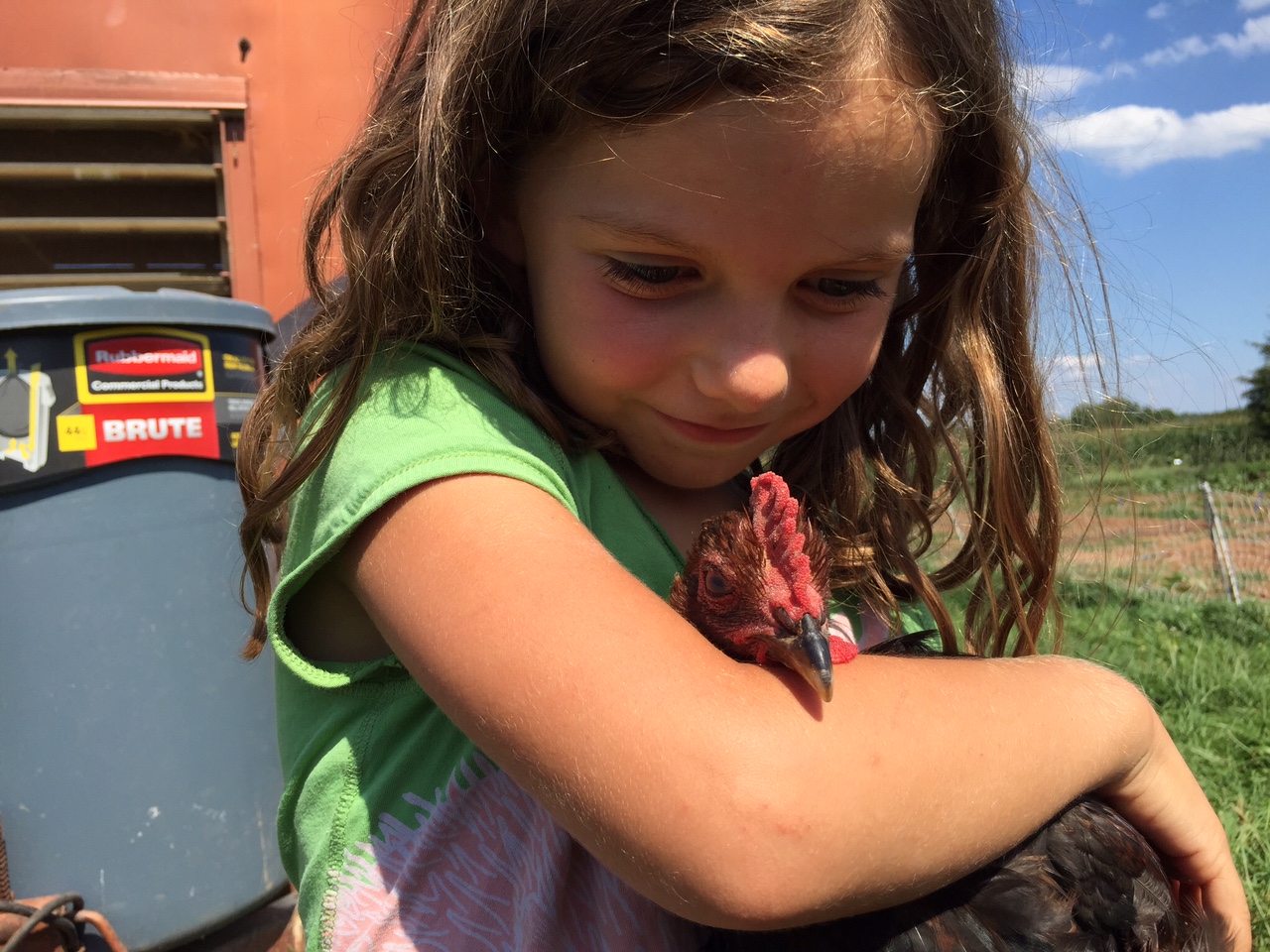 Sadie, the daughter of Plow and Stars Farm owners, isn't really concerned about the avian virus. She keeps a wary eye on the rooster on the property. (WTOP/Kate  Ryan)
