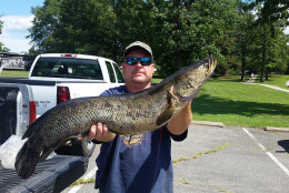 Todd Murphy shot a Northern Snakehead with a bow and arrow early Saturday in Mattawoman Creek in Charles County, which is a tributary of the Potomac River. (Courtesy Maryland Department of Natural Resources)