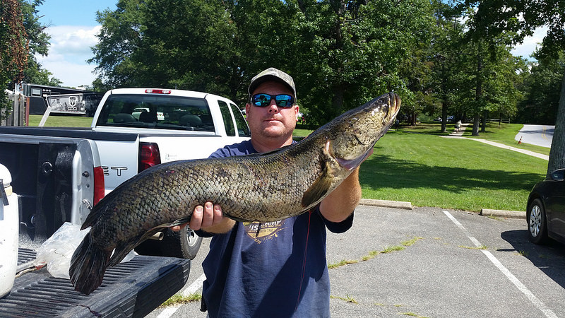Man catches record-breaking snakehead in Charles County