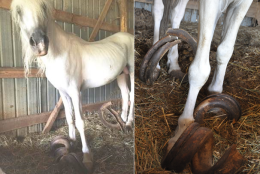 Days End Farm Horse Rescue announced that the horses were found on Friday in an unspecified location, with two of the horses having curled hooves that were more than three feet long. (Courtesy Days End Farm Horse Rescue)