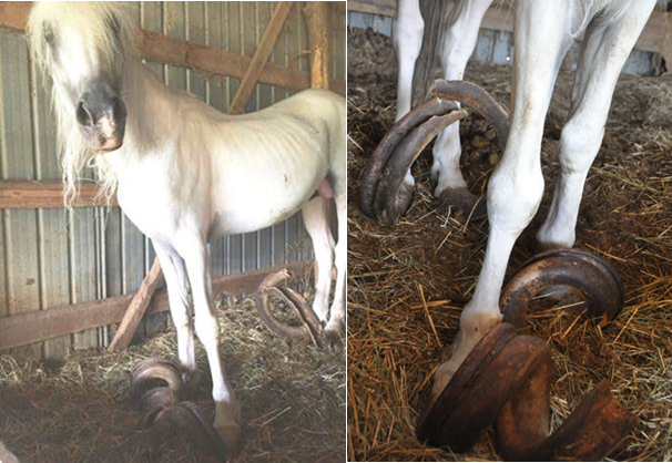 Days End Farm Horse Rescue announced that the horses were found on Friday in an unspecified location, with two of the horses having curled hooves that were more than three feet long. (Courtesy Days End Farm Horse Rescue)