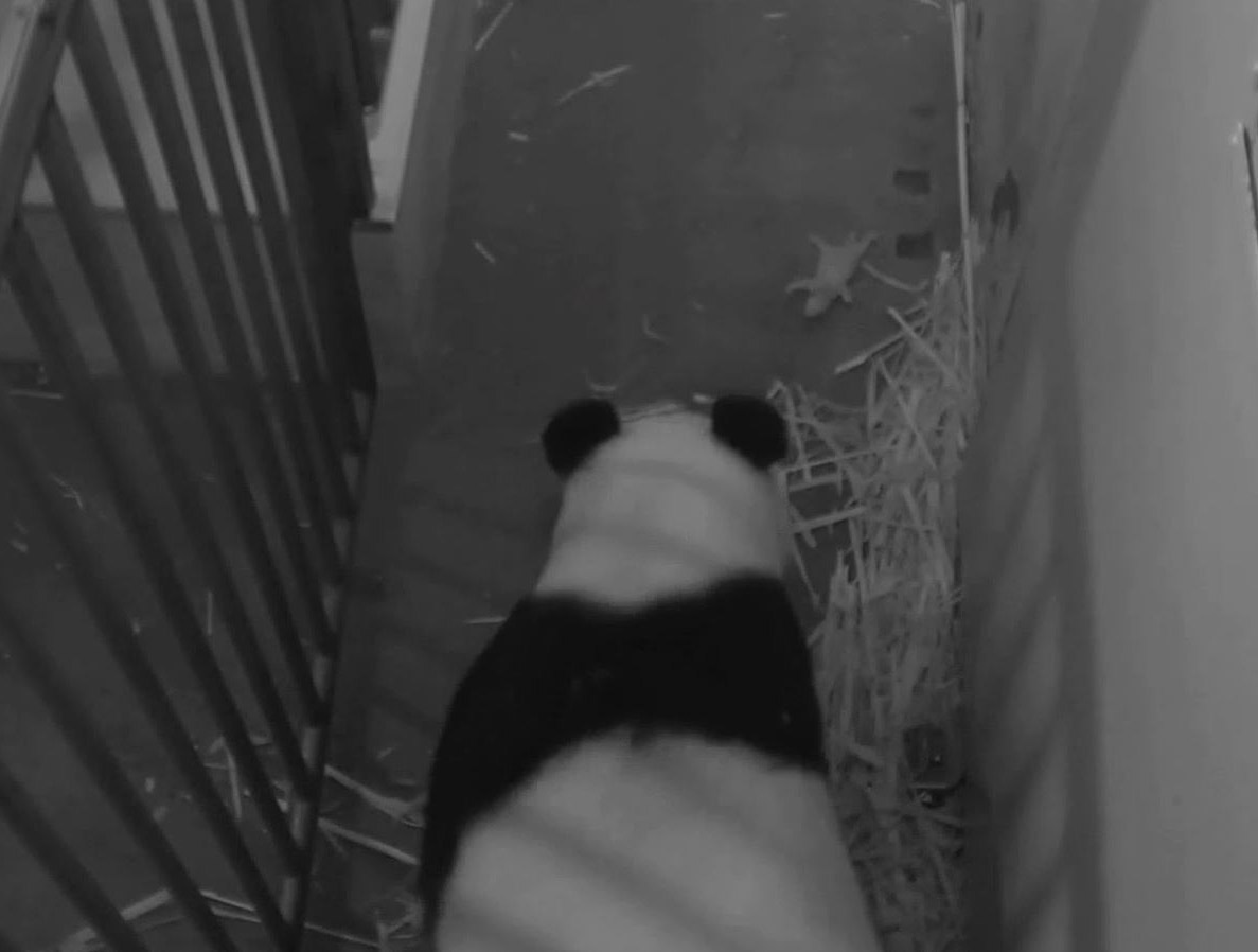 The National Zoo's giant panda Mei Xiang holds her newborn cub in their den Aug. 28 in this image captured by the zoo's panda cam. (Smithsonian's National Zoo)