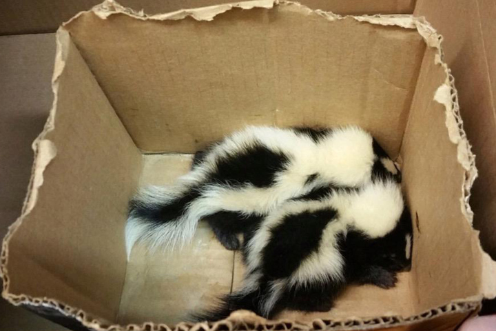 City scents: 2 baby skunks found in NYC subway station