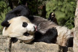 Mei Xiang, a giant female panda, rests at the National Zoo in Washington,  Thursday, Oct. 11, 2012. The zoo announced Thursday that the recent death of Mei Xiang's cub was due to liver and lung damage. (AP Photo/Jacquelyn Martin)