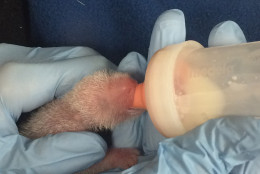 The smaller of the two panda cubs drinks a special formula from a bottle in this Aug. 24 photo. The smaller cub had a birth weight of 86 grams. Its twin weighed 138 grams and is being cared for by mom, Mei Xiang. (Shellie Pick, Smithsonian's National Zoo)
