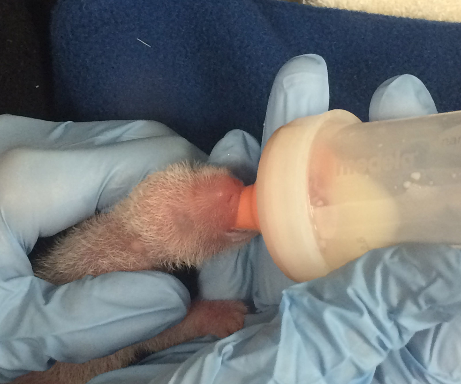 National Zoo: One of the giant panda cubs has died