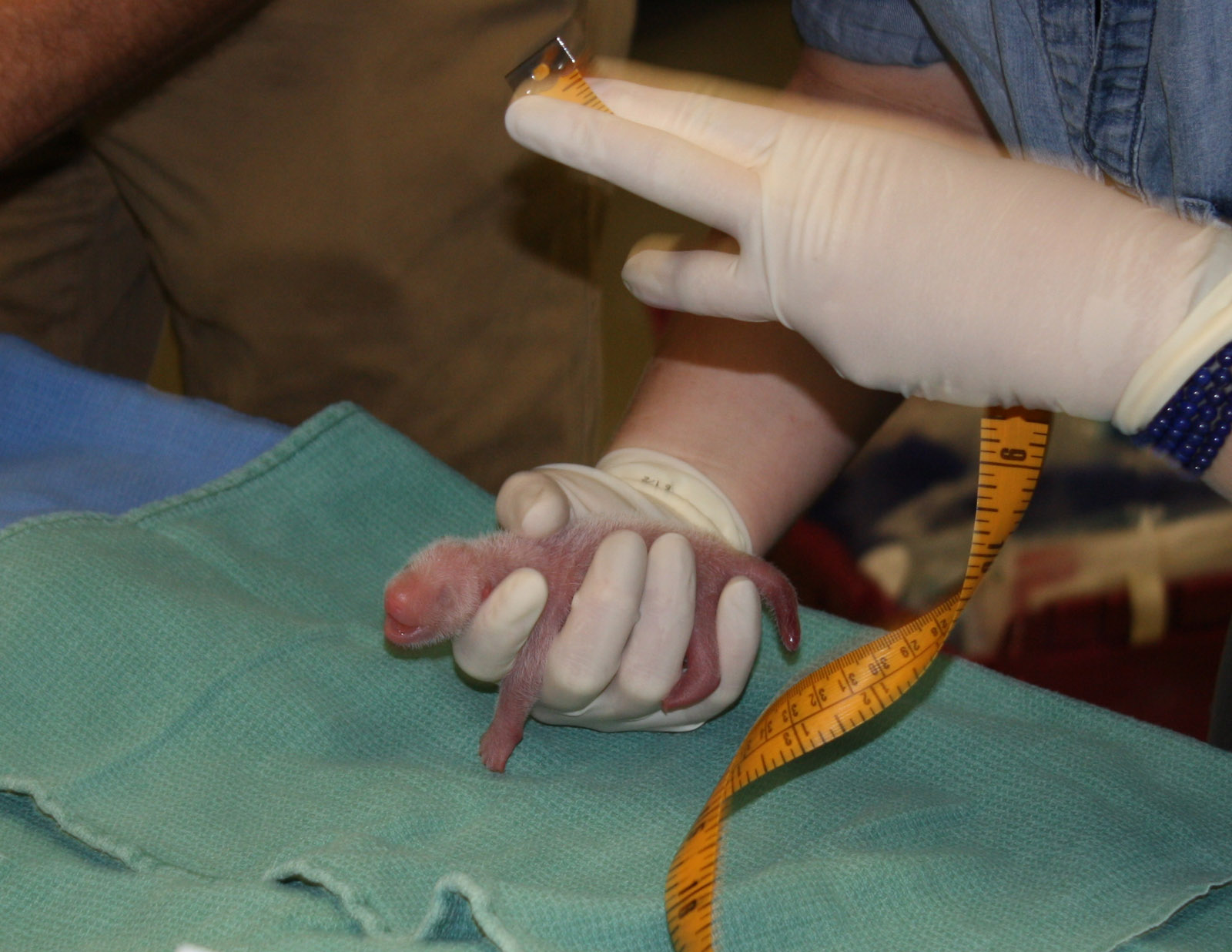 National Zoo staff measure the second giant panda cub retrieved from Mei Xiang's den Aug. 23, 2015. (Devin Murphy, Smithsonian's National )