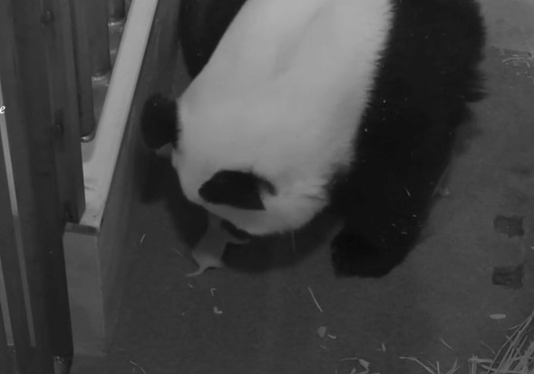 In this screen grab, Mei Xiang and her newborn panda cub interact in their den at the Smithsonian's National Zoo. The surviving cub appears health with a plump tail and growing fur. It could be heard vocalizing and was "nursing appropriately" overnight from Aug. 26 into Aug. 27. Its smaller sibling died Wednesday. (Smithsonian's National Zoo)