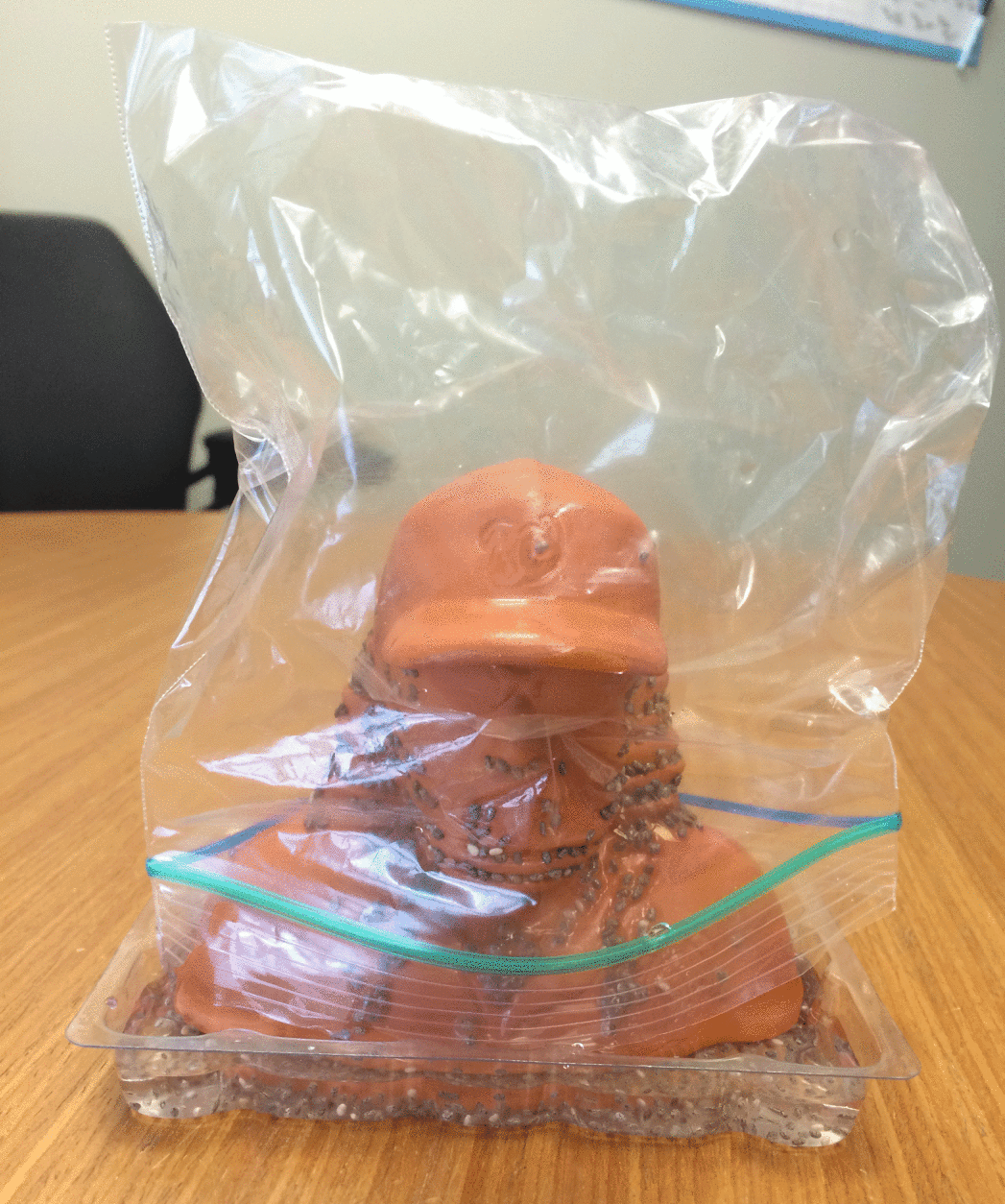 DAY 2: Testing a Chia Pet suggestion to create a little greenhouse with a sandwich bag. (WTOP/Sarah Beth Hensley)
