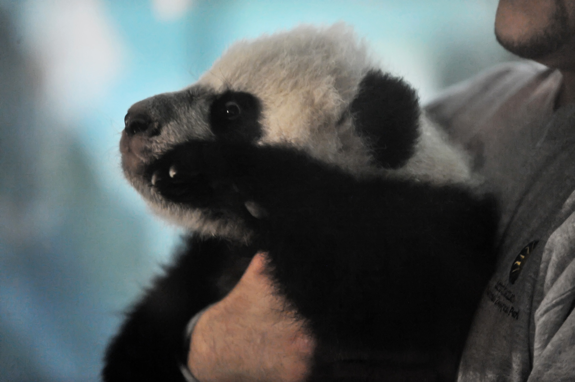 Bei Bei is shown to the media at the National Zoo Dec. 16, 2015. He makes his public debut in January. (Shannon Finney Photography)