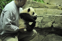 Bei Bei and giant panda keeper Juan Rodriguez at the National Zoo Dec. 16, 2015. Bei Bei makes his public debut in January. (Shannon Finney Photography)