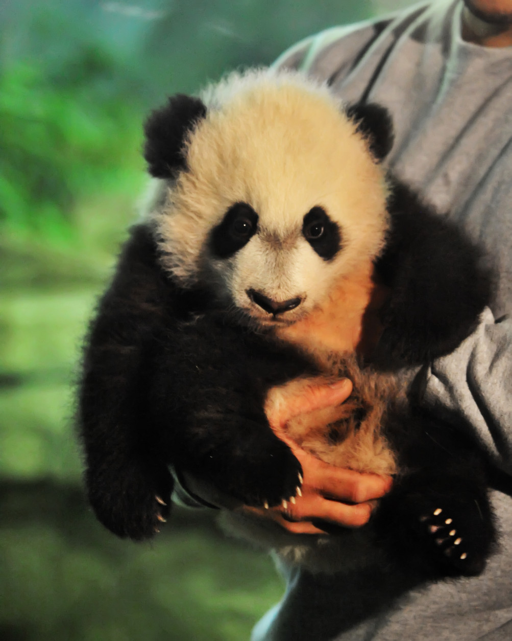 Bei Bei is shown to the media at the National Zoo Dec. 16, 2015. He makes his public debut in January.  (Shannon Finney Photography)