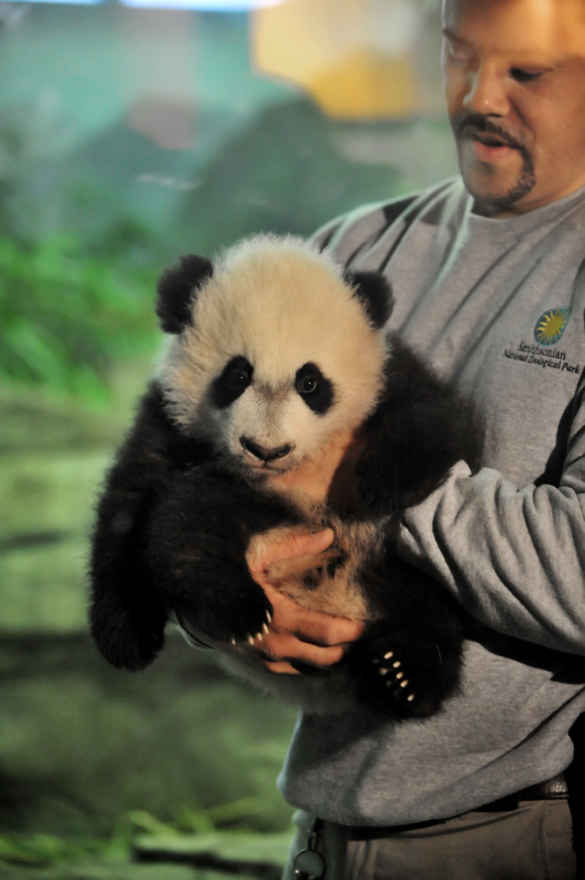 Bei Bei is shown to the media at the National Zoo Dec. 16, 2015. He makes his public debut in January.  (Shannon Finney Photography)