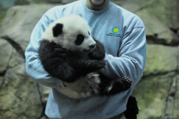 Bei Bei with giant panda keeper Juan Rodriguez at the National Zoo Dec. 16, 2015. Bei Bei makes his public debut in January. (Shannon Finney Photography)