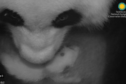 Mei Xiang and her cub Sept. 2. (Smithsonian's National Zoo)