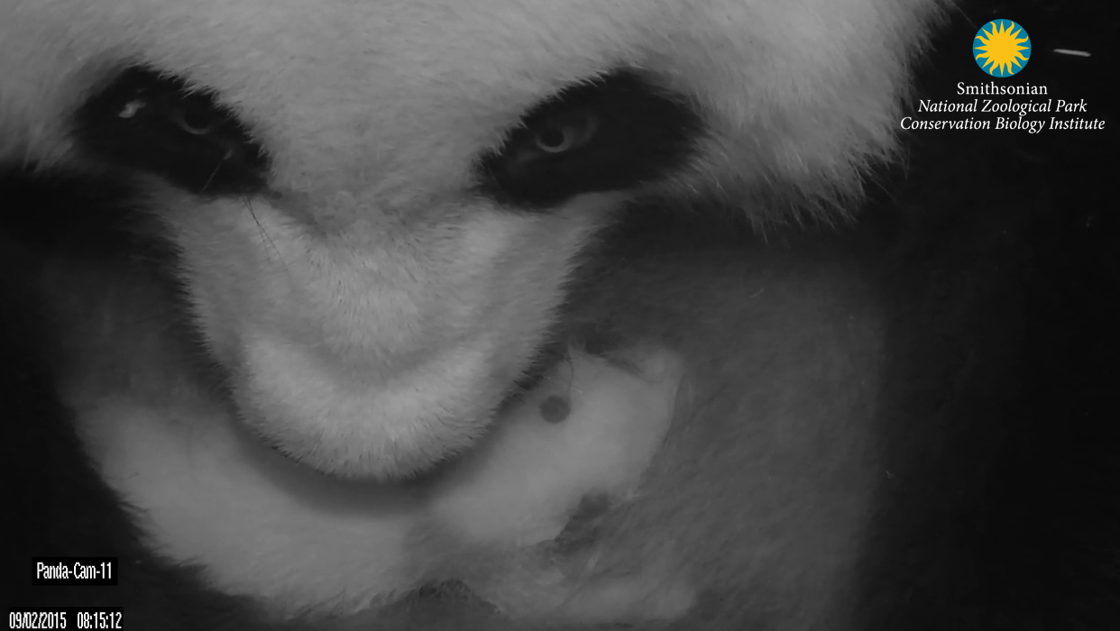 Mei Xiang and her cub Sept. 2. (Smithsonian's National Zoo)
