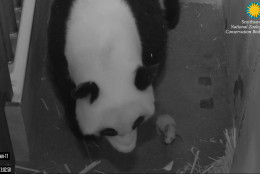 Mei Xiang and her cub Sept. 3. (Smithsonian's National Zoo)