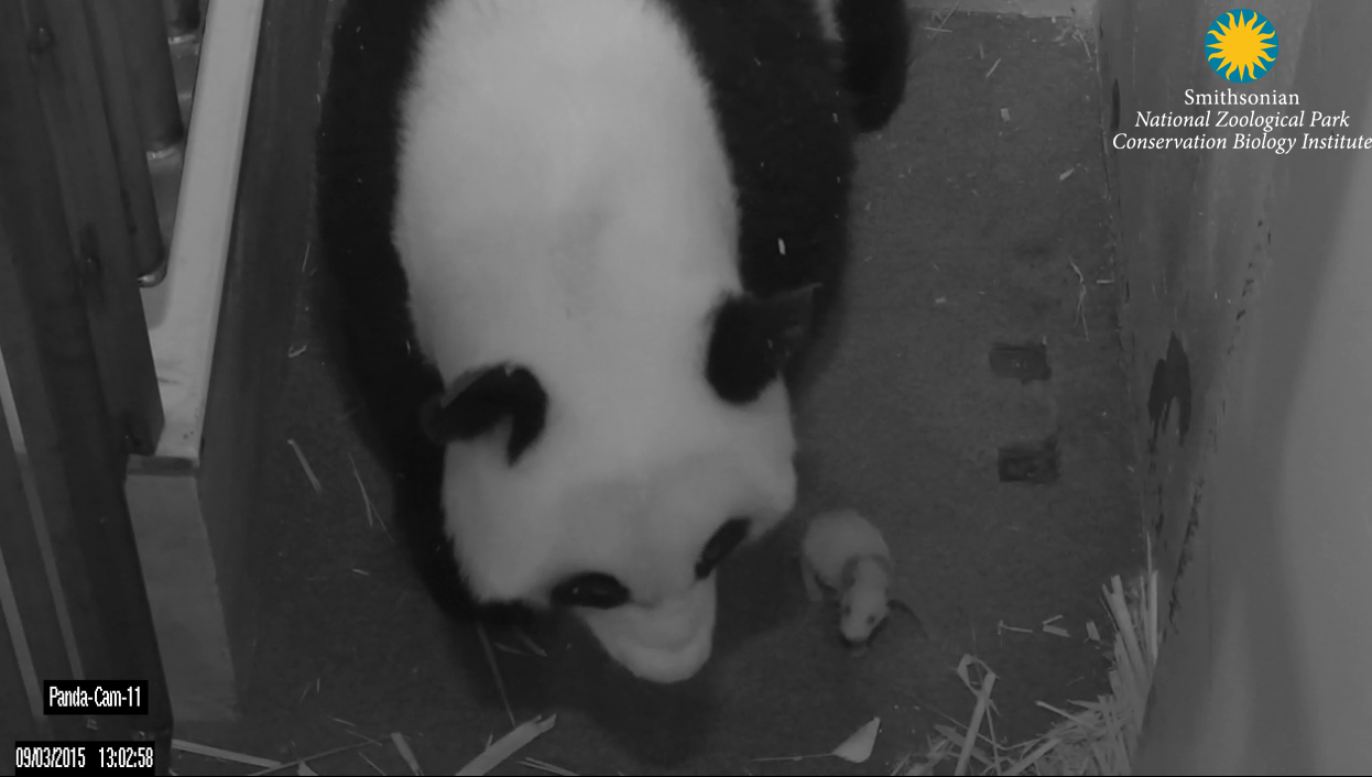Mei Xiang and her cub Sept. 3. (Smithsonian's National Zoo)