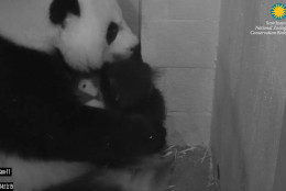Mei Xiang left the den around 8 a.m. She left again around 11 a.m. shortly after keepers placed fresh bamboo, biscuits and an apple in her enclosure. Keepers weighed the cub at 601.8 grams or 1.3 pounds. (Smithsonian's National Zoo)