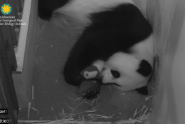 On Sept. 13, the cub was visible on the panda cams and sleeping for much of the day, which is normal for a cub his age. Keepers noticed that he sleeps with his paw over his eyes, which is a position Tian Tian and Bao Bao frequently sleep in as well. Mei Xiang left the den four times for varying lengths of time: around 8 a.m. for five minutes, around 10 a.m. for 10 minutes, around 11 a.m. for five minutes, and around 4 p.m. for seven minutes. She also ate a pear for the first time since giving birth. Pears are one of her favorite food items.