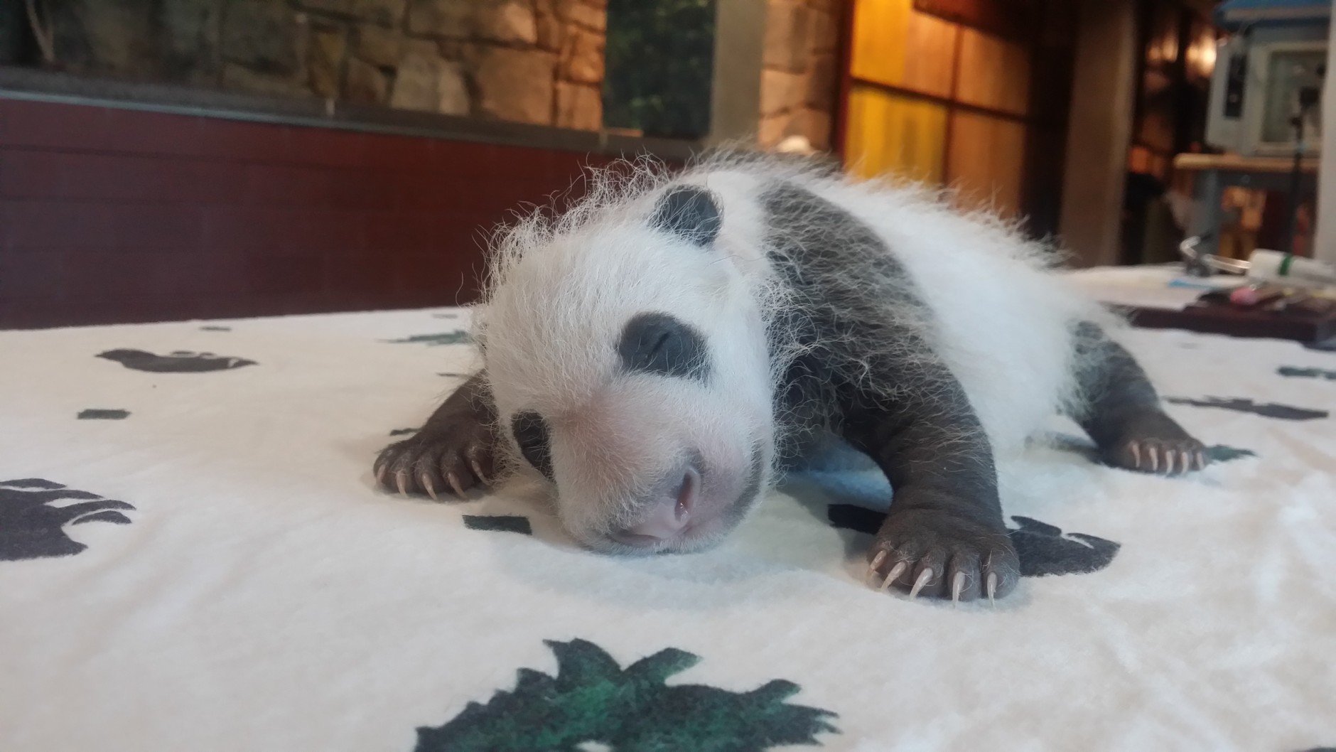 Keepers weighed the giant panda cub Sept. 14, when Mei Xiang left her den. He weighed 881.5 grams or 1.9 pounds. ( Erika Bauer/Smithsonian's National Zoo)