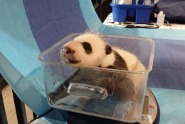 National Zoo keepers had an opportunity to weigh the 4.5 week-old giant panda cub Sept. 21, when Mei Xiang left her den to eat. He weighs 2.95 pounds and has now surpassed both of his older siblings in size when they were the same age. (Courtesy Smithsonian;s National Zoo)