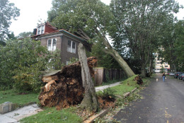 Three fallen trees lie near a house in Northwest Washington Friday, Sept. 19, 2003, a day after Hurricane Isabel hit the area. Washington suffered from a rare power vacuum Friday. Thousands of residents were without lights, hundreds of trees littered the landscape and all three branches of government were basically shut down. (AP Photo/Charles Tasnadi)