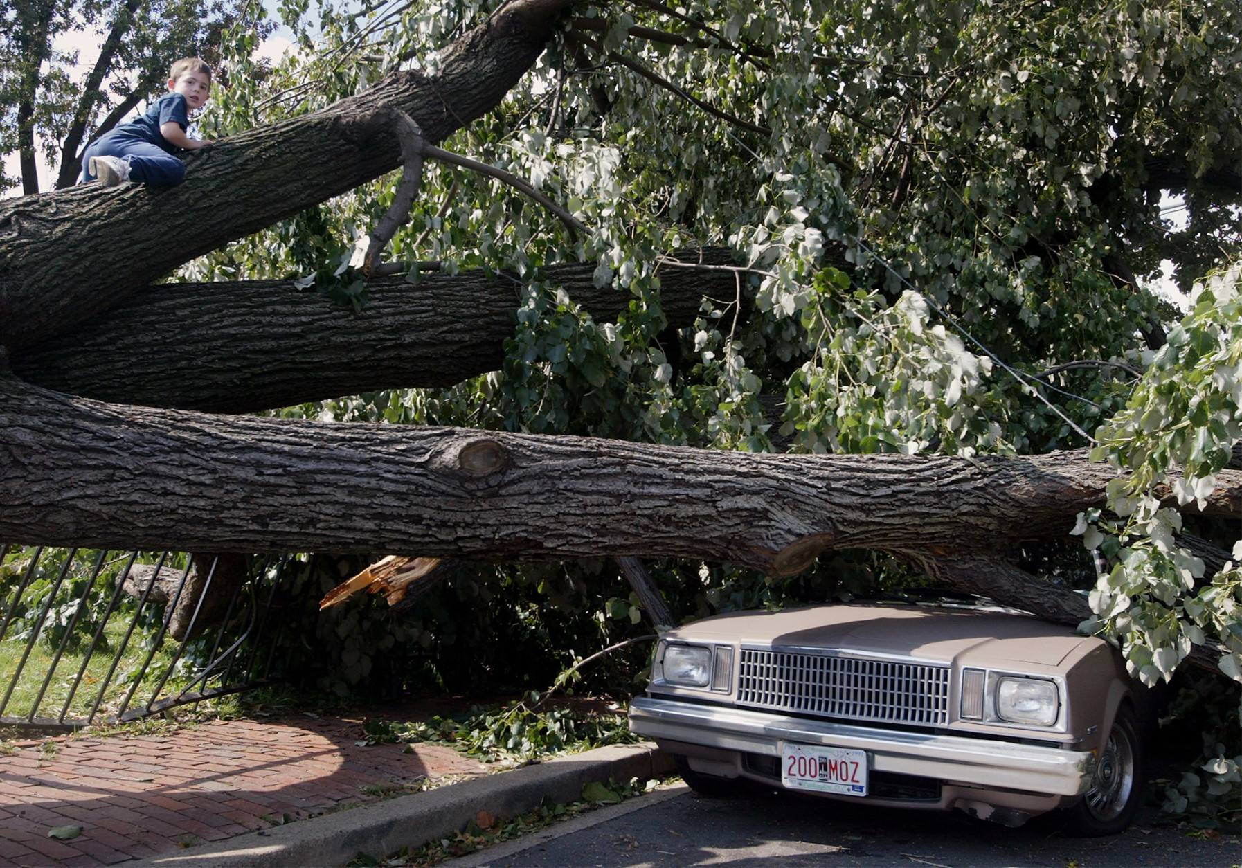 Tyler Lavigne, 5,left, of Washington, crawls on a tree that was blown over by Hurricane Isabel , Friday, Sept. 19, 2003 in Washington. The capital city suffered from a rare power vacuum Friday. Thousands of residents were without lights, hundreds of trees littered the landscape and all three branches of government were basically shut down. Lights were out at the Supreme Court and federal offices; President Bush remained at his secluded mountaintop retreat in Maryland and members of Congress for the most part stayed out of town. (AP Photo/Evan Vucci)