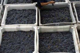 Alberto Camargo, a worker at the Familia Zuccardi winery, checks the grapes just taken from the fields before they are crushed and fermented in large vats in Mendoza, some 1000 kilometers (640 miles) west of Buenos Aires, Argentina, Thursday, Feb. 23, 2006.  Argentina's grapes are going global: the fifth-biggest wine producer in the world, clustered largely in leafy vineyards around the semi-arid western province of Mendoza, is cranking out wines to capture export markets. (AP Photo/Natacha Pisarenko)