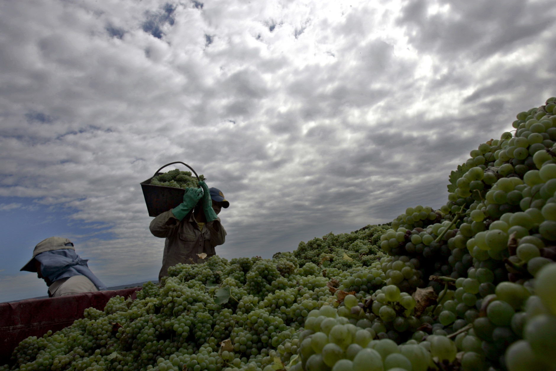 Workers carry fresh grapes to farm trucks in Mendoza, some 1000 kilometers (640 miles) west of Buenos Aires, Argentina, Thursday, Feb. 23, 2006. Argentina's grapes are going global: the fifth-biggest wine producer in the world, clustered largely in leafy vineyards around the semi-arid western province of Mendoza, is cranking out wines to capture export markets. (AP Photo/Natacha Pisarenko)