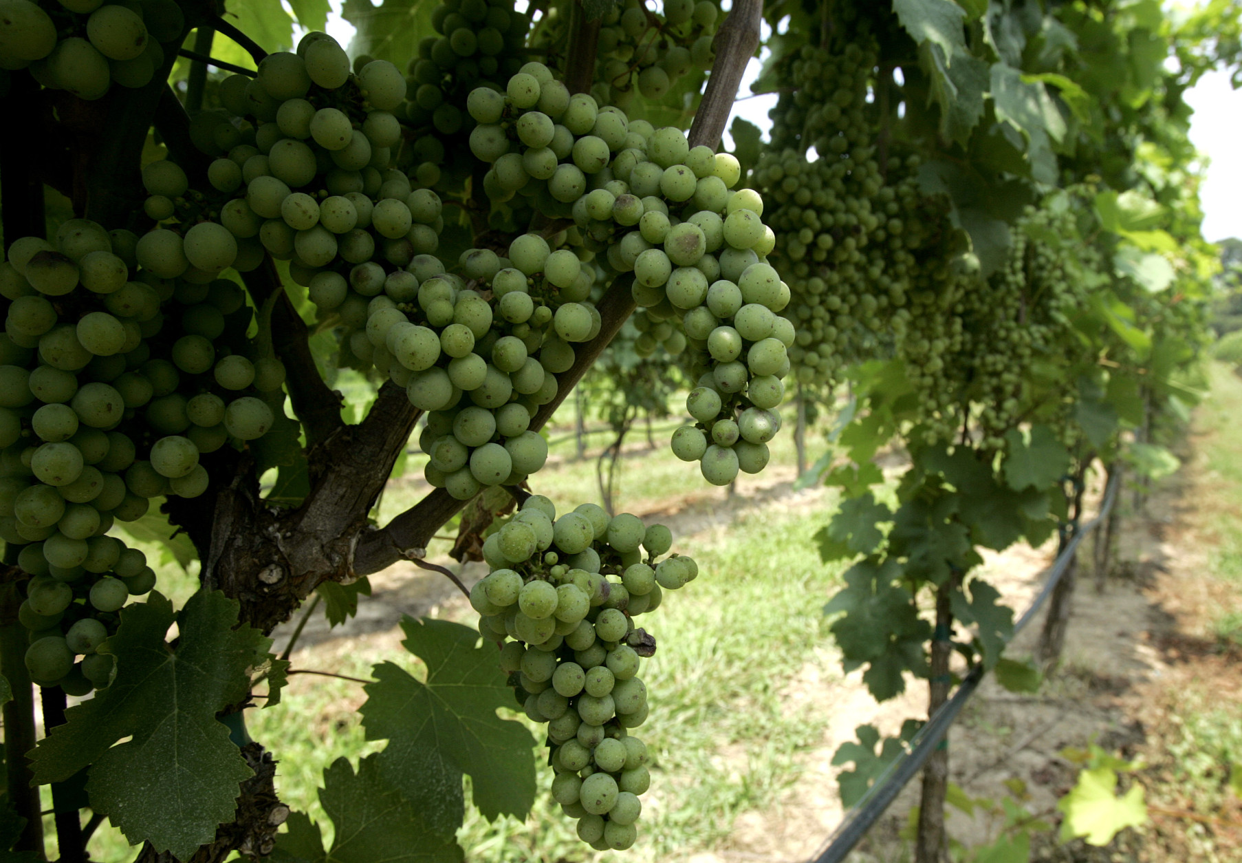 ** ADVANCE FOR MONDAY JULY 31 ** Grapes are seen growing at the Sugarloaf Mountain Vineyard in  Dickerson, Md., Wednesday, July 26, 2006. Sugarloaf Mountain Vineyard, owned by four family members, uncorked its first bottles in May, pouring more product into a state market made friendlier to small vintners by the General Assembly. A new law permits boutique bottlers like Sugarloaf Mountain to act as their own distributors, a change the state wine industry considers a small but significant chip in Maryland's barriers to free-flowing sales of alcoholic drinks. (AP Photo/Chris Gardner)