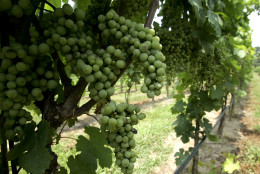 ** ADVANCE FOR MONDAY JULY 31 ** Grapes are seen growing at the Sugarloaf Mountain Vineyard in  Dickerson, Md., Wednesday, July 26, 2006. Sugarloaf Mountain Vineyard, owned by four family members, uncorked its first bottles in May, pouring more product into a state market made friendlier to small vintners by the General Assembly. A new law permits boutique bottlers like Sugarloaf Mountain to act as their own distributors, a change the state wine industry considers a small but significant chip in Maryland's barriers to free-flowing sales of alcoholic drinks. (AP Photo/Chris Gardner)
