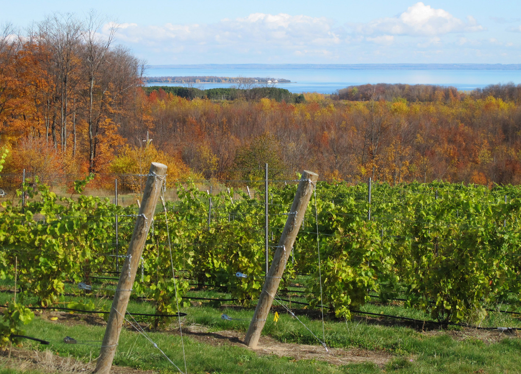 This Nov. 4, 2011 photo shows a vineyard on northwestern Michigans Leelanau Peninsula, with Lake Michigans Grand Traverse Bay in the background. The areas vineyards are supporting a rapidly growing wine industry. (AP Photo/John Flesher)