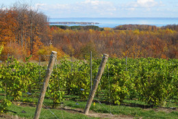 This Nov. 4, 2011 photo shows a vineyard on northwestern Michigans Leelanau Peninsula, with Lake Michigans Grand Traverse Bay in the background. The areas vineyards are supporting a rapidly growing wine industry. (AP Photo/John Flesher)