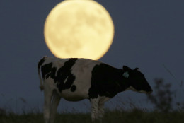A super moon rises behind a grazing cow in a pasture near Lecompton, Kan., Sunday, Sept. 27, 2015, before a total lunar eclipse. It was the first time Sunday that the events have made a twin appearance since 1982, and they won't again until 2033. (AP Photo/Orlin Wagner)